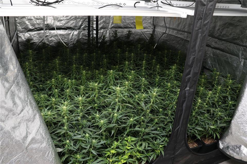 Eine Tonne Cannabis verkauft: Razzia gegen Rauschgiftbande In Duisburg stießen die Fahnder auf eine professionelle Cannabis-Plantage.-/Polizei Duisburg/dpa