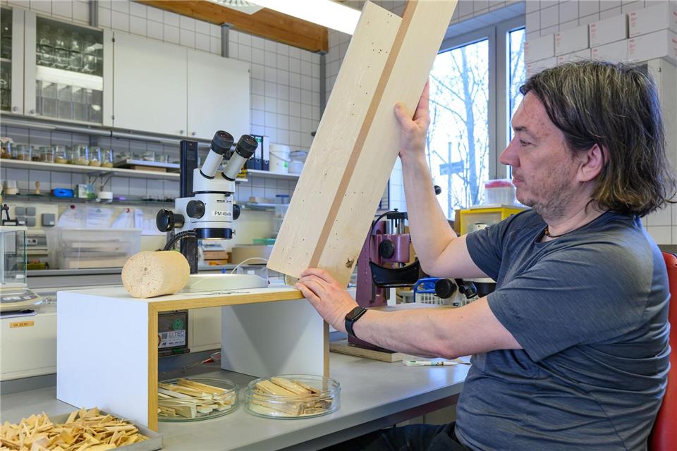 In Eberswalde hat die Holzschutz-Forschung längere Tradition.Patrick Pleul/dpa