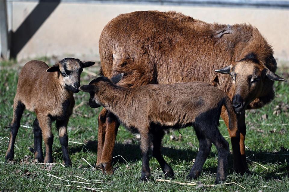 In Erfurt hat ein Mann laut Polizei Kamerunschafe gestohlen. (Symbolbild)Federico Gambarini/dpa