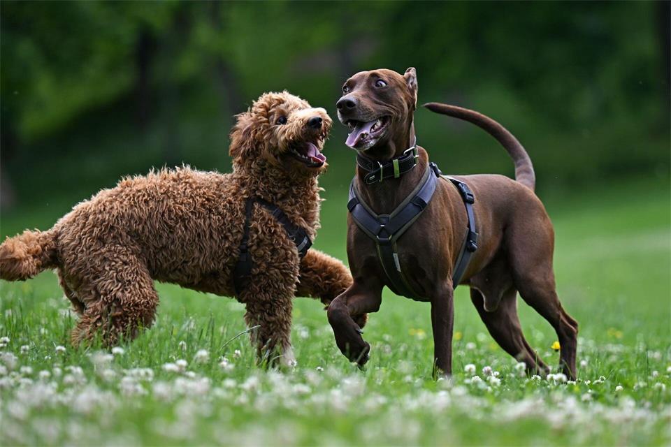 In Erfurt wurde die meiste Hundesteuer gezahlt, allerdings nicht pro Kopf. (Symbolbild)Martin Schutt/dpa