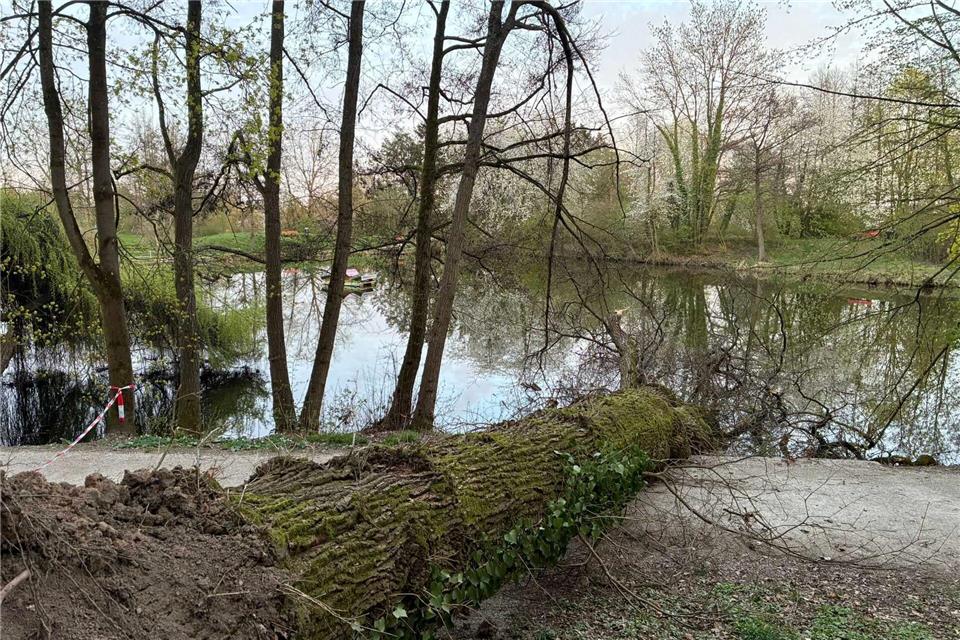 In Flensburg starben an Ostern drei Menschen, weil ein Baum auf sie stürzte.Carolin Eckenfels/dpa