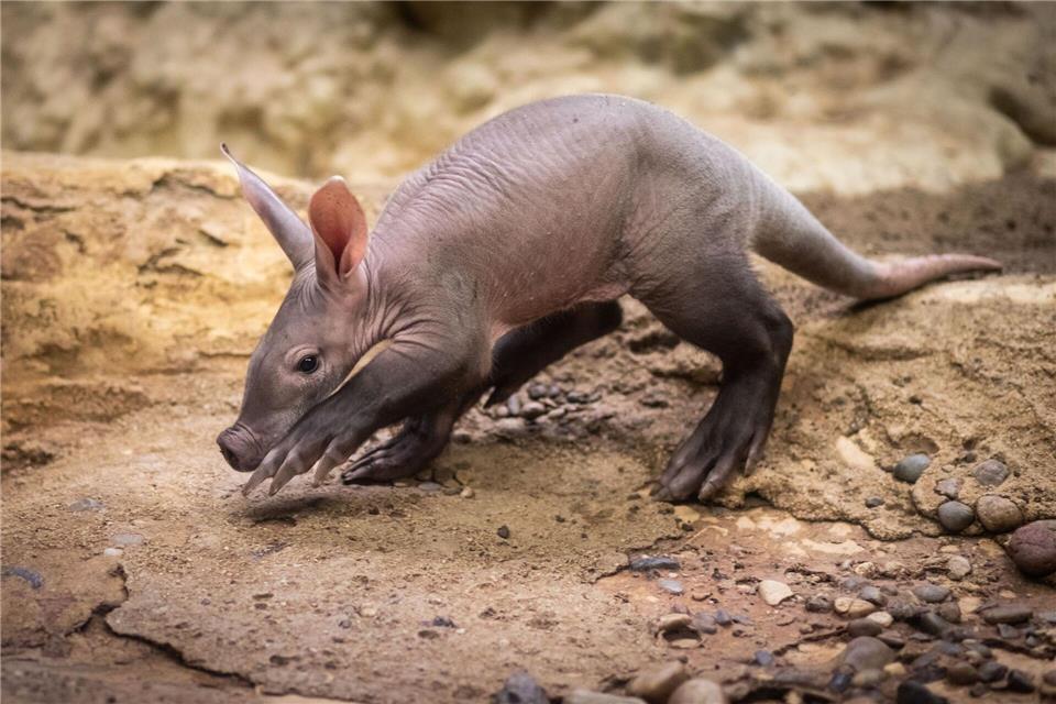 In Frankfurt gab es 37 Erdferkel-Geburten in den vergangenen 60 Jahren. (Archivbild)Frank Rumpenhorst/dpa