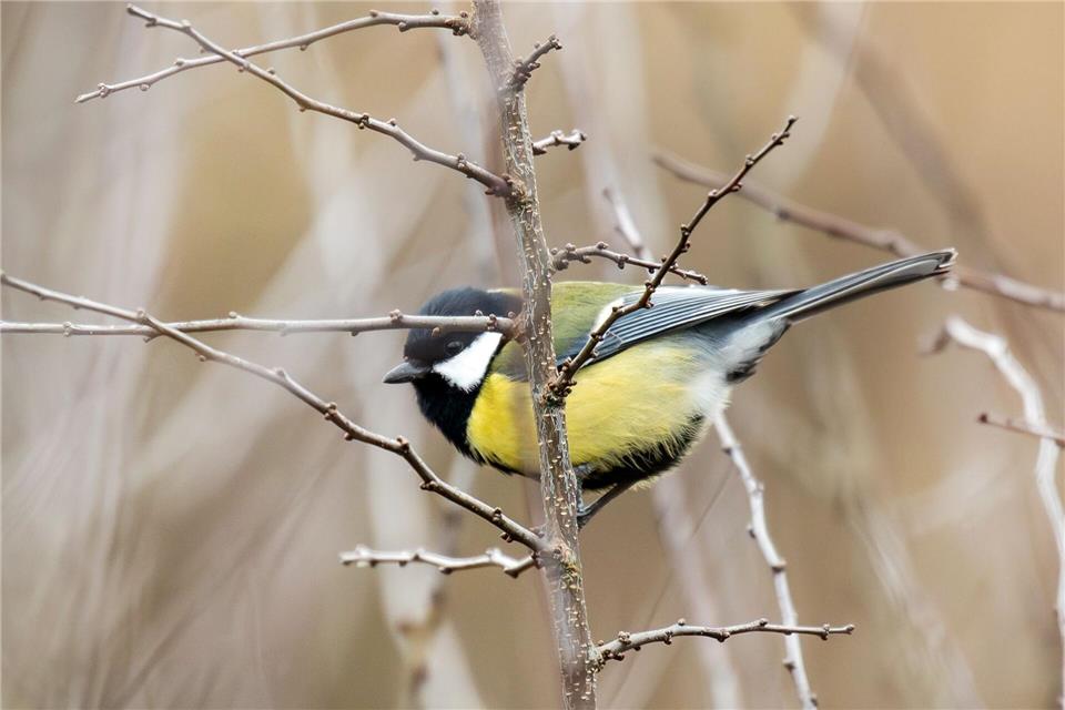 In Gärten und Parks lassen sich im Winter oft Kohlmeisen beobachten. (Symbolbild)Silas Stein/dpa