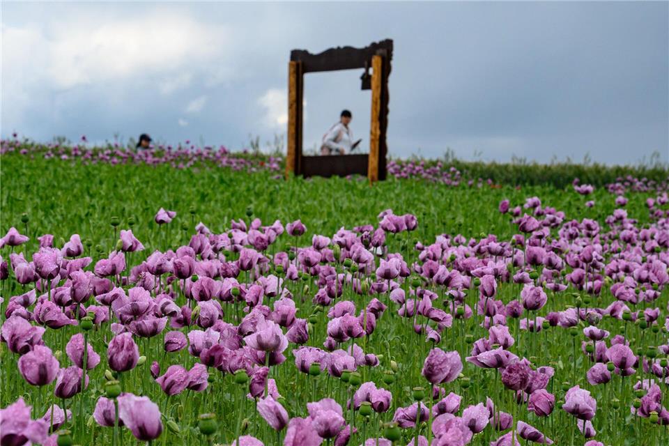 In Germerode blühen die Felder der violetten und lilafarbenen frühen Sorten bereits. Swen Pförtner/dpa