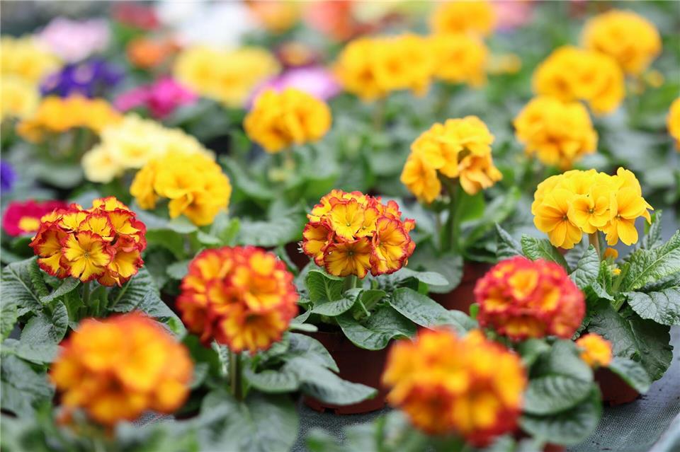 In Gewächshäusern kann man sich schon auf den Frühling freuen. (Archivbild)Matthias Bein/dpa