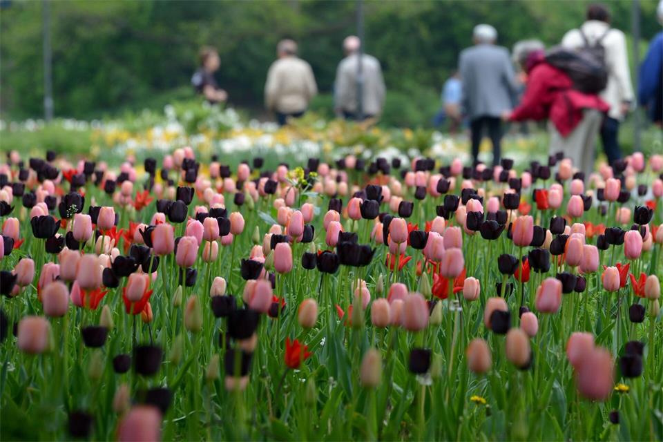 In Gießen steht eine weitere Landesgartenschau nicht auf der Agenda. (Archivbild)picture alliance / dpa