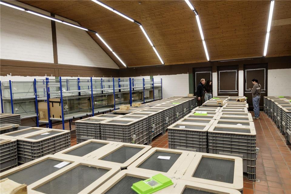 In Großboxen werden im NRW-Artenschutzzentrum in Metelen rund 160 Feldhamster für die Zucht gehalten. David Ebener/dpa