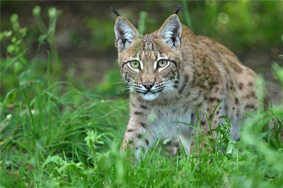 In Haltern läuft die Suche nach einem entlaufenen Luchs. (Symbolbild)Martin Schutt/dpa