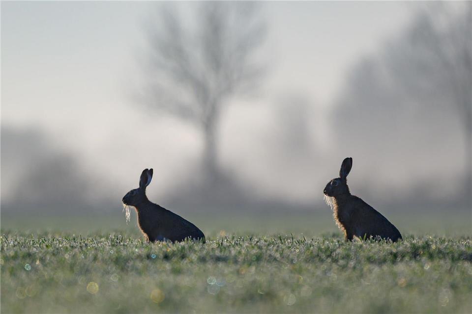 In Hamburg gibt es immer mehr Feldhasen. (Symbolbild)Patrick Pleul/dpa