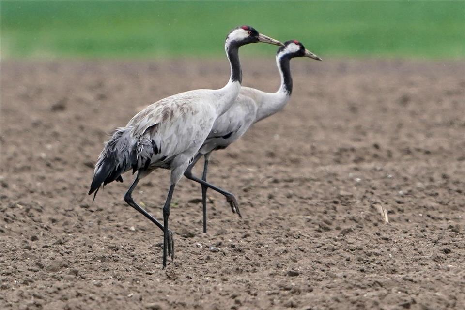 Vogelgrippe bei drei toten Kranichen in Hamburg festgestellt  In Hamburg sind drei tote Kraniche mit dem Vogelgrippe-Virus gefunden worden. (Symbolbild)Marcus Brandt/dpa