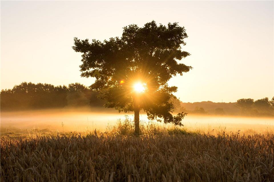 In Hamburg und Schleswig-Holstein wird der Start in das Wochenende trüb, dann kommt am Sonntag die Sonne heraus. (Symbolbild)Daniel Bockwoldt/dpa