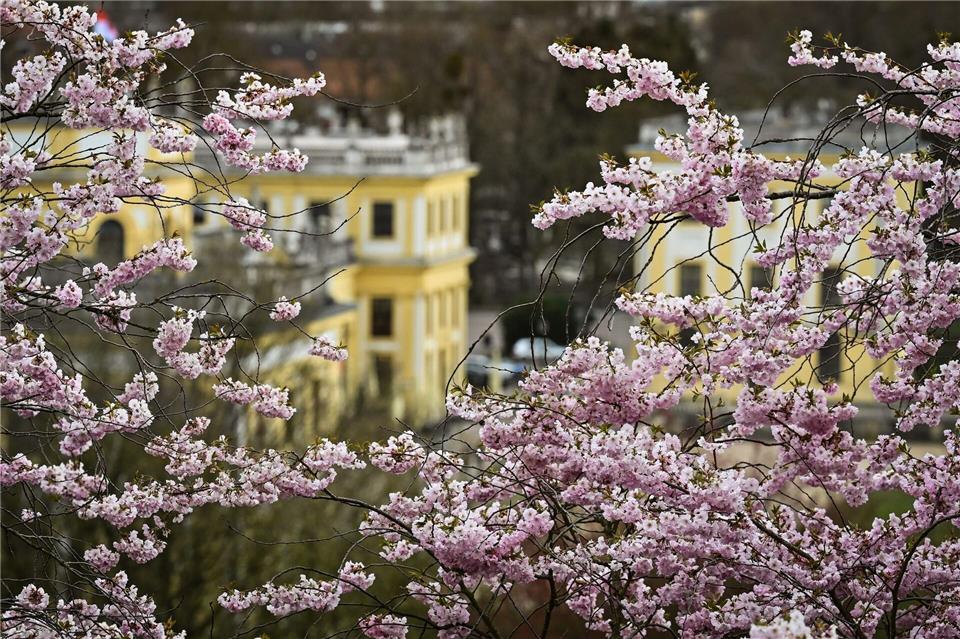 In Hessen meldet sich der Frühling zurück. (Symbolbild)Swen Pförtner/dpa