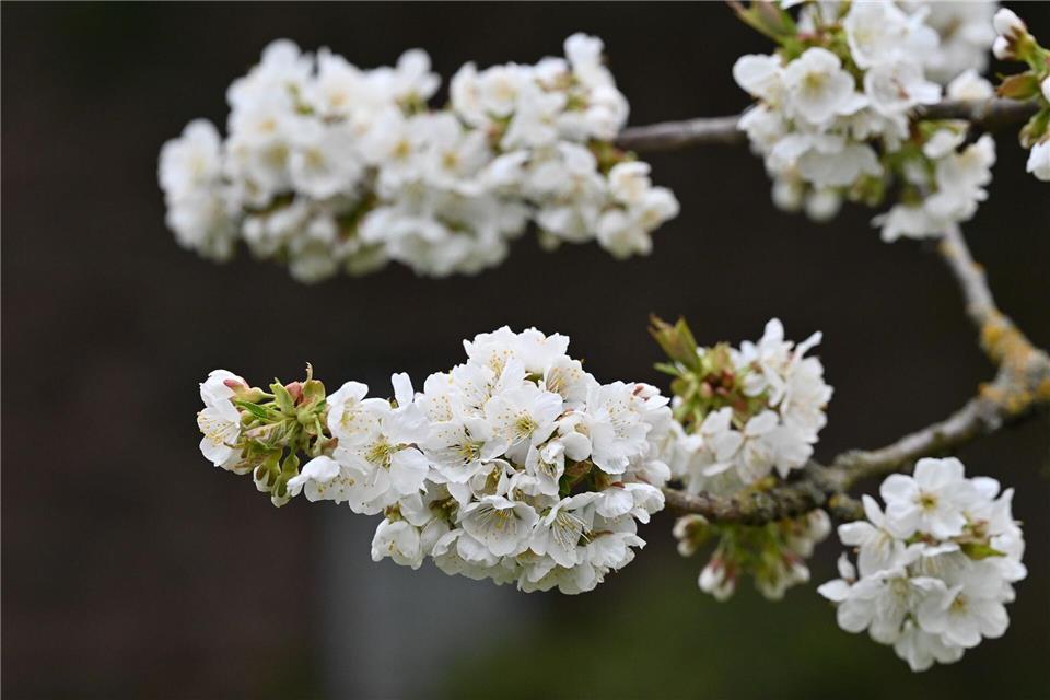 In Hessen werden auf etwa 238 Hektar Süßkirschen angebaut. Swen Pförtner/dpa