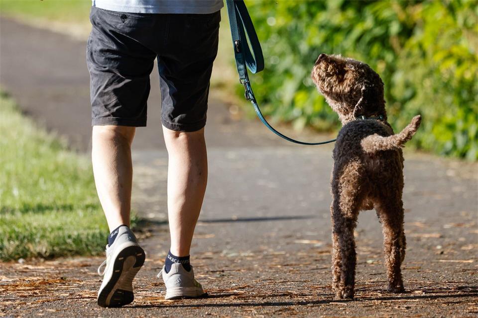 In Hessens Kommunen fällt die Hundesteuer 2026 unterschiedlich hoch aus. (Symbolbild)Focke Strangmann/dpa