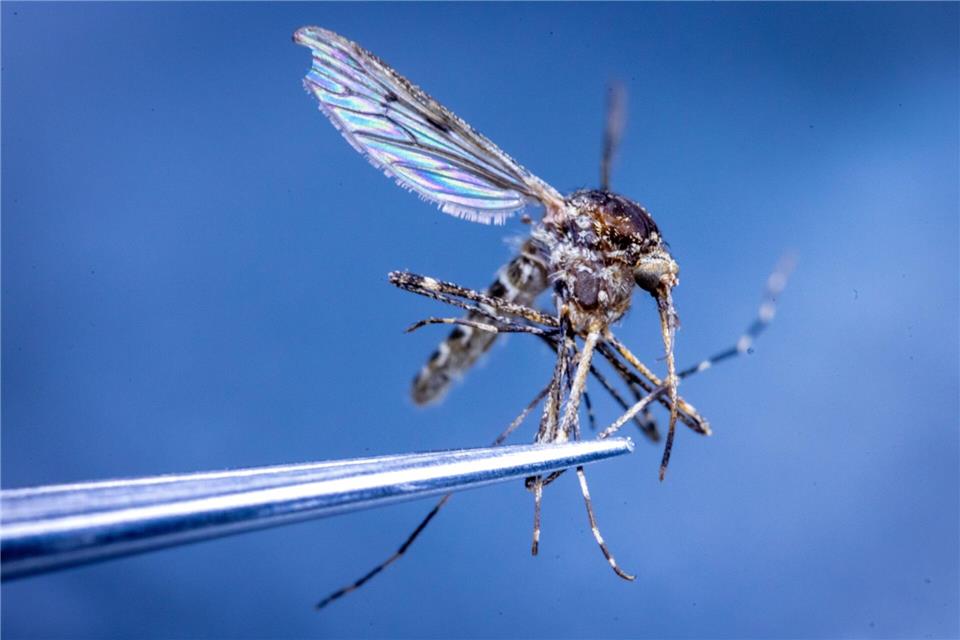 In Island wurden erstmals Stechmücken entdeckt. (Illustration)Jens Büttner/dpa