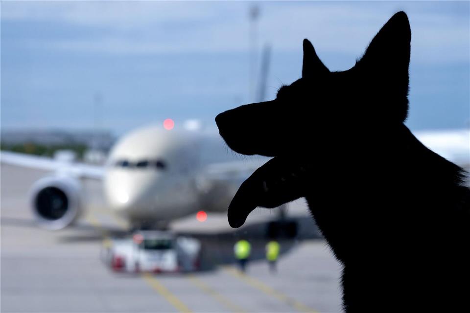 In Italien sind große Hunde an Bord von Flugzeugen nun erlaubt. (Symbolbild)Sven Hoppe/dpa