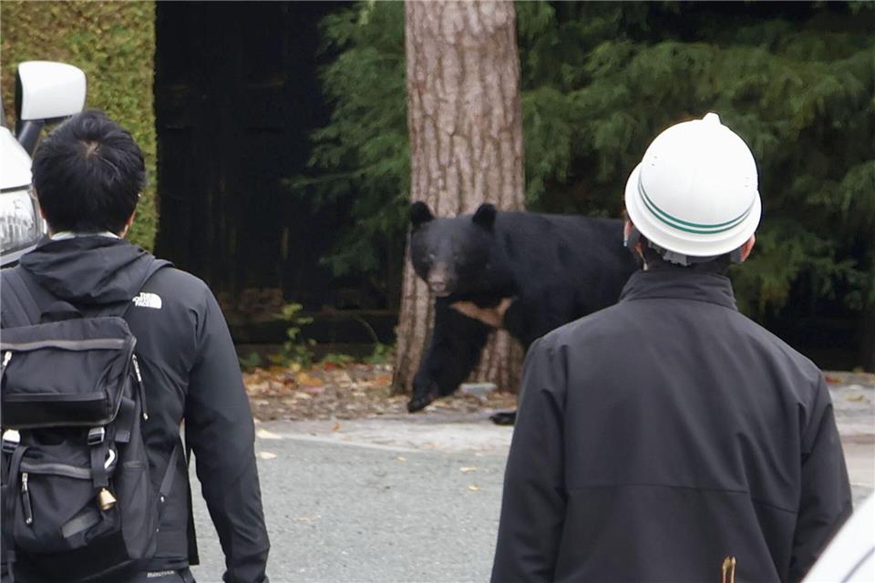 In Japan kommt es seit Jahren vermehrt zu gefährlichen Begegnungen zwischen Bären und Menschen. So wie hier in der Präfektur Iwate. In Fukushima hat nun ein Schwarzbär mehrere Menschen angegriffen. (Archivbild) Uncredited/kyodo/dpa