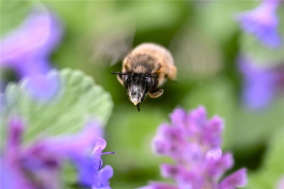 In Karlsruhe fliegt eine Hummel zwischen Blumenblüten umher.Uli Deck/dpa