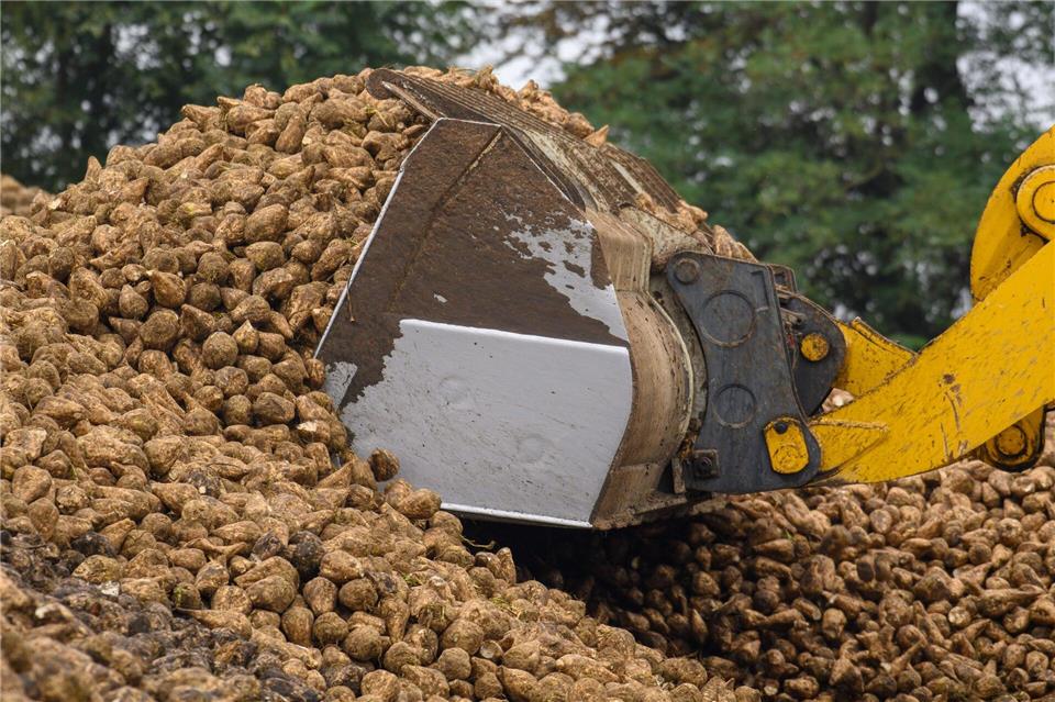 Zuckerherstellung in Sachsen-Anhalt hat begonnen In Könnern wird rund um die Uhr Zucker produziert. (Archivbild)Klaus-Dietmar Gabbert/dpa