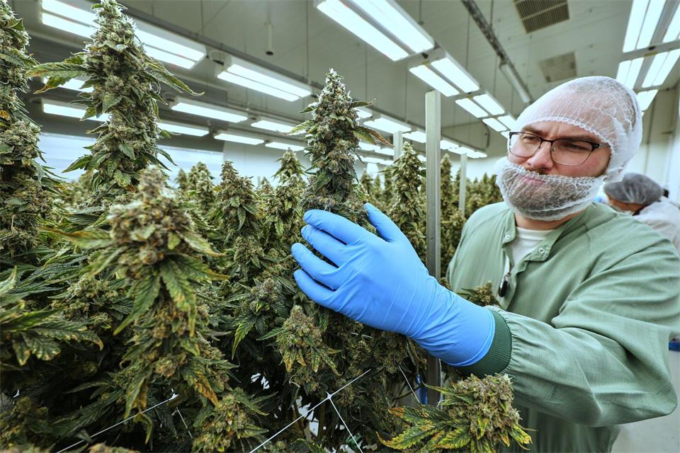 In Leuna wurde eine neue Produktionshalle für medizinisches Cannabis eröffnet.Jan Woitas/dpa