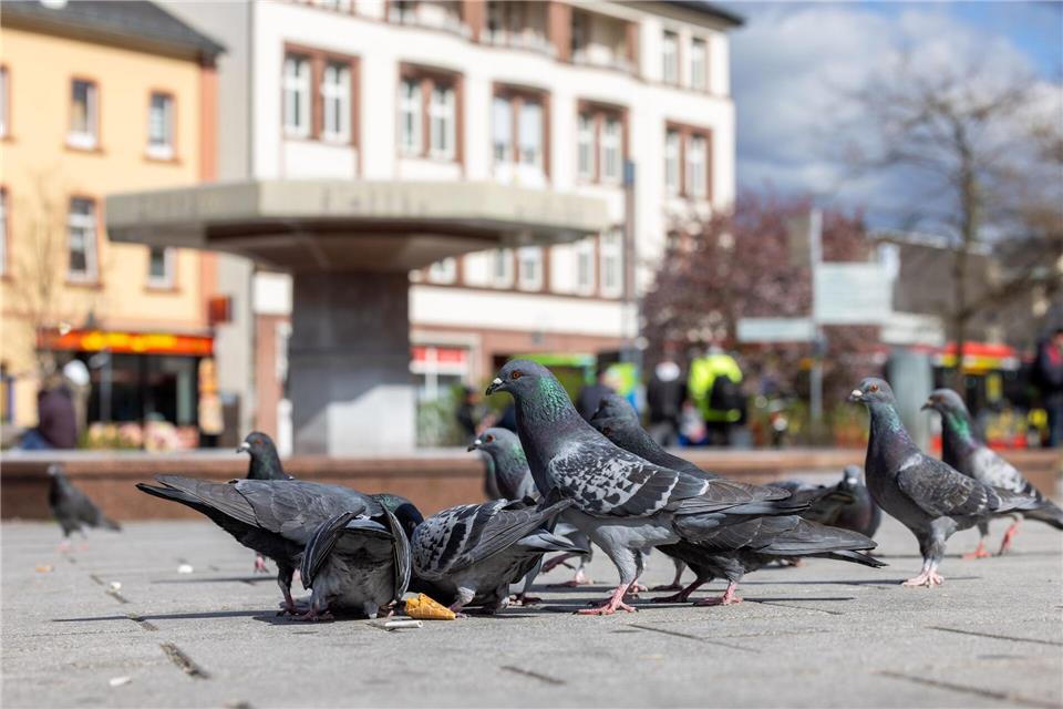 In Limburg sollen zwei Nistplätze für Falken angebracht werden. Aus Sicht eines BUND-Experten wird das nicht bei der Dezimierung der Stadttauben-Population helfen. (Archivbild)Christian Lademann/dpa