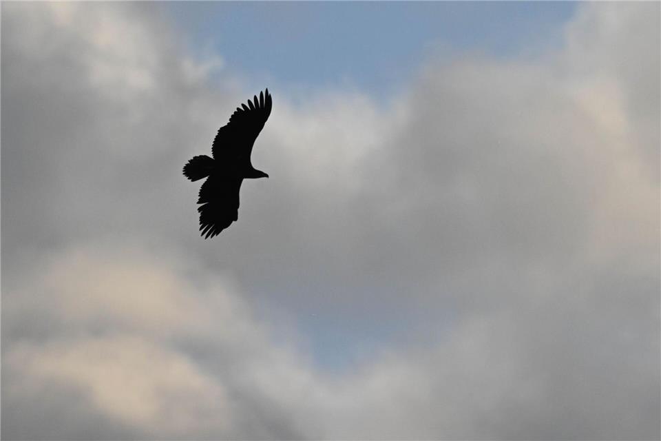 In MV leben rund 500 Seeadler-Paare. (Archivbild)Stefan Sauer/dpa