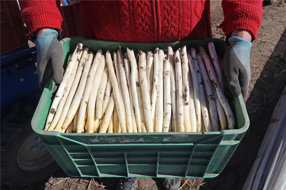 In Mecklenburg-Vorpommern hat die Spargelernte begonnen.Bernd Wüstneck/dpa