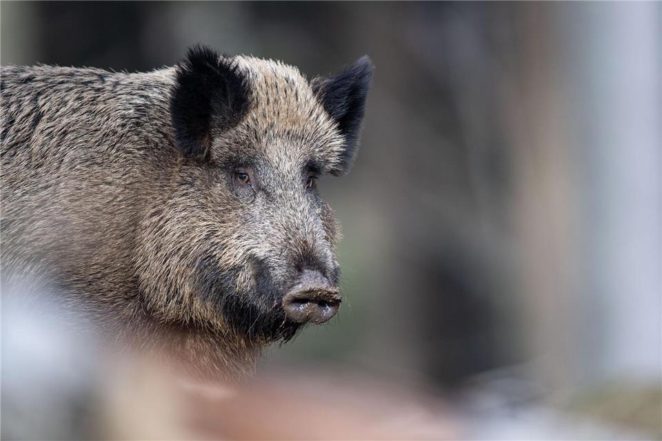 In Mecklenburg-Vorpommern ist die Zahl des erlegten Schwarzwilds zuletzt deutlich gestiegen. (Symbolbild)Lino Mirgeler/dpa