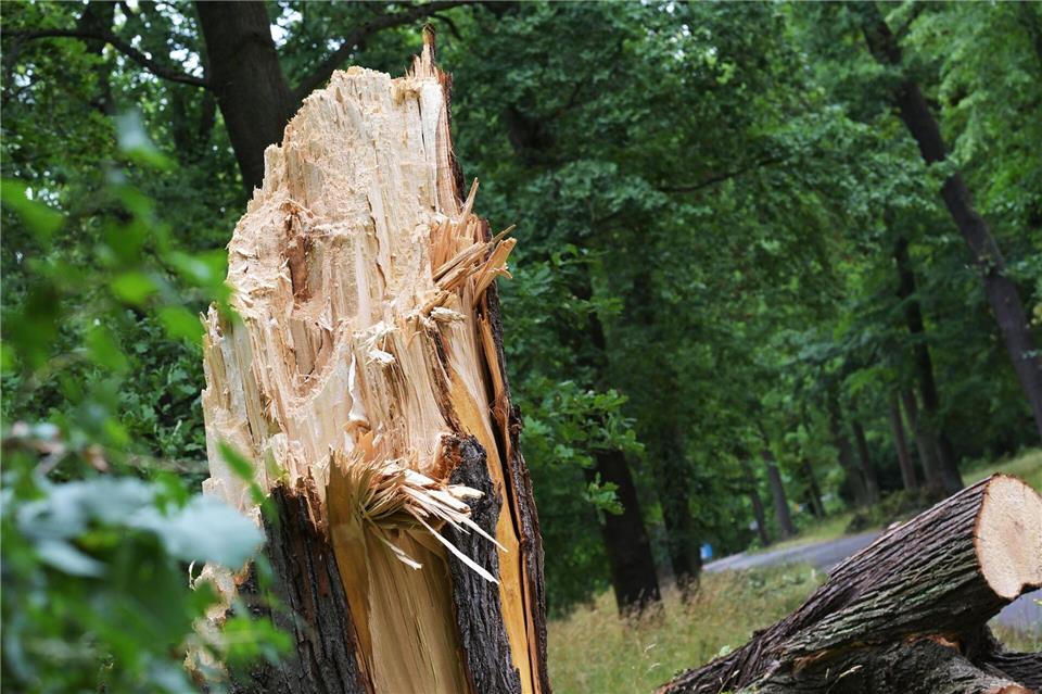 Sturm in Mecklenburg-Vorpommern lässt Äste und Bäume stürzen In Mecklenburg-Vorpommern sind bei einem Sturm mehrere Äste und Baumteile auf die Straßen gefallen. (Symbolbild)Michael Bahlo/dpa