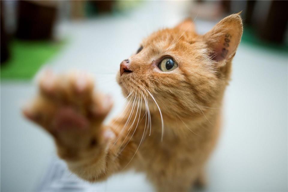 In Mecklenburg-Vorpommern sind mehrere junge Katzen in Tierheimen gestorben. (Symbolfoto)picture alliance/dpa