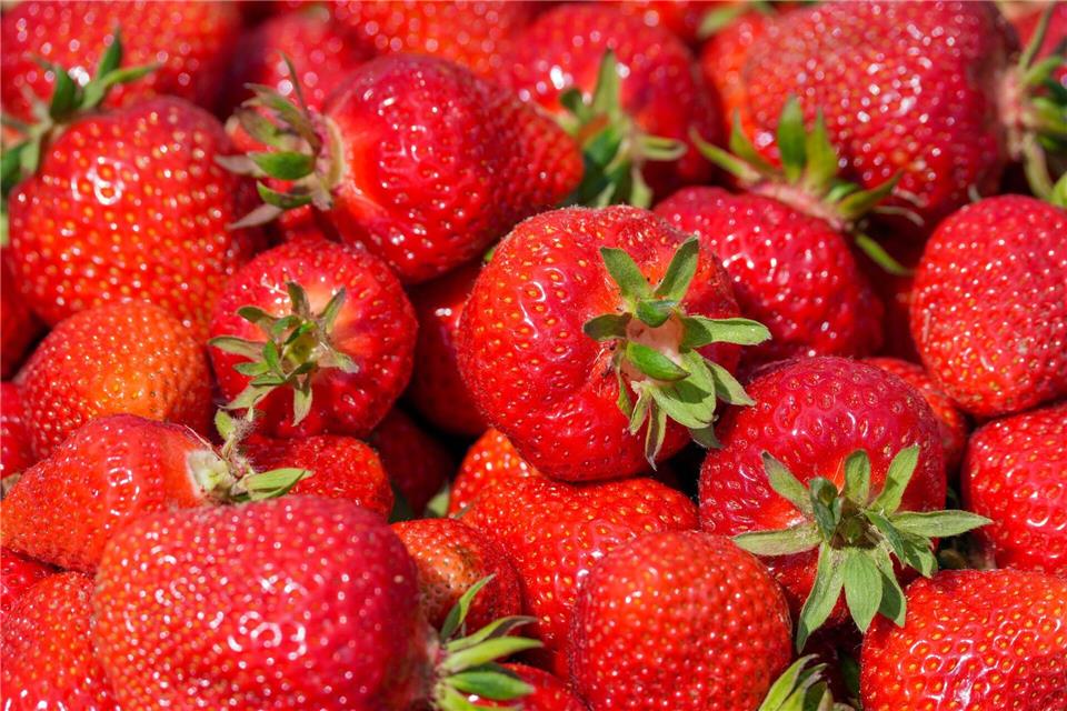 In Mecklenburg-Vorpommern soll die Erdbeerernte im geschützten Freilandanbau Ende der Woche beginnen. (Symbolbild)Soeren Stache/dpa