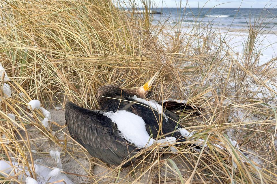 In Mecklenburg-Vorpommern werden aktuell zahlreiche Vogelkadaver eingesammelt. (Archivbild)Bodo Marks/dpa