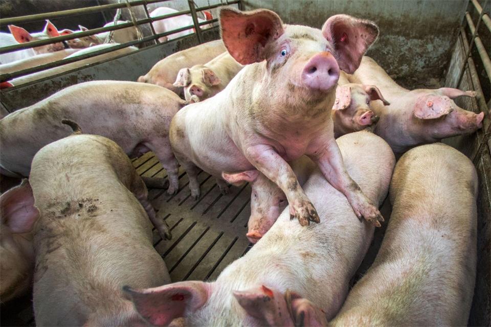 In Mecklenburg-Vorpommern werden wieder mehr Schweine gehalten. (Archivbild)Jens Büttner/dpa