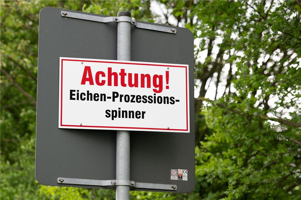 In Mecklenburg-Vorpommern wird der Eichenprozessionsspinner in Alleen wieder aus der Luft bekämpft. (Archivbild)Sebastian Kahnert/dpa