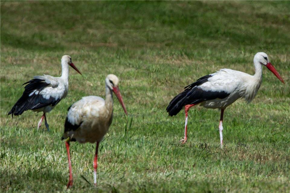 In Mecklenburg-Vorpommern wurden in diesem Jahr weniger Weißstörche erfasst. (Archivbild)Jens Büttner/dpa