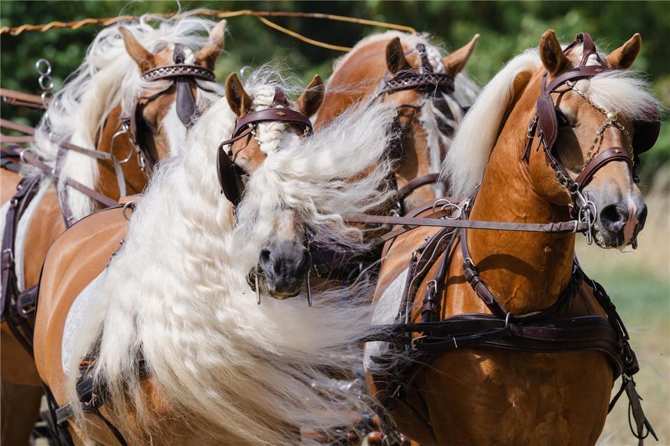In Meura gibt es seit 70 Jahren ein großes Haflinger-Gestüt.  Michael Reichel/dpa