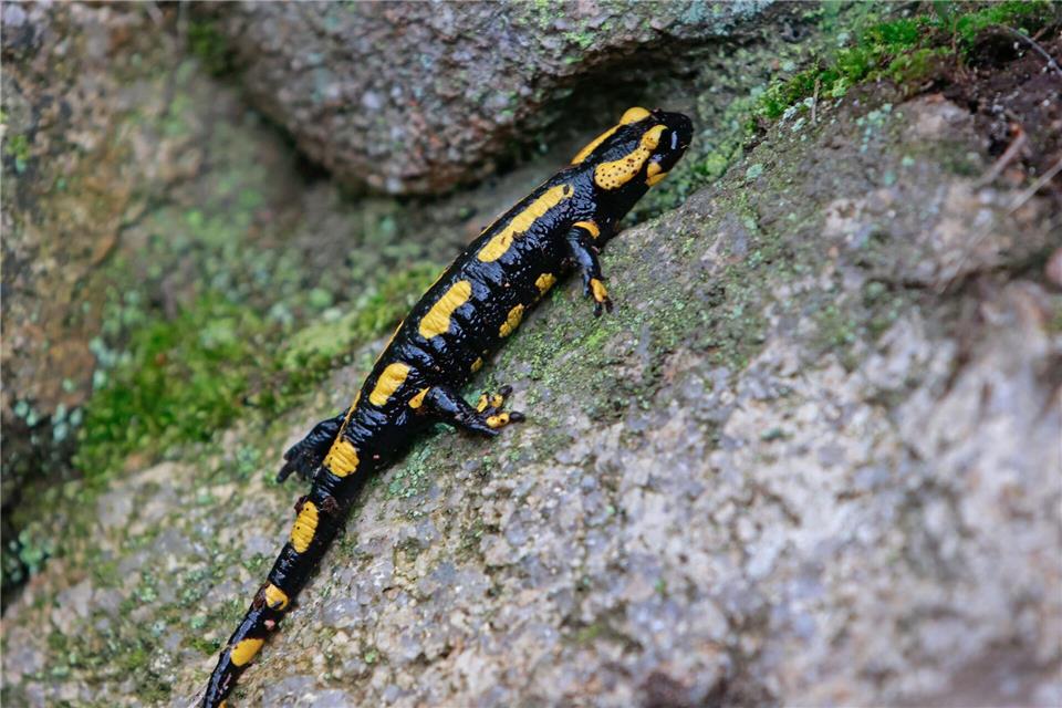 In Mitteleuropa sind Feuersalamander von einem tödlichen Hautpilz bedroht. (Archivbild)Matthias Bein/dpa