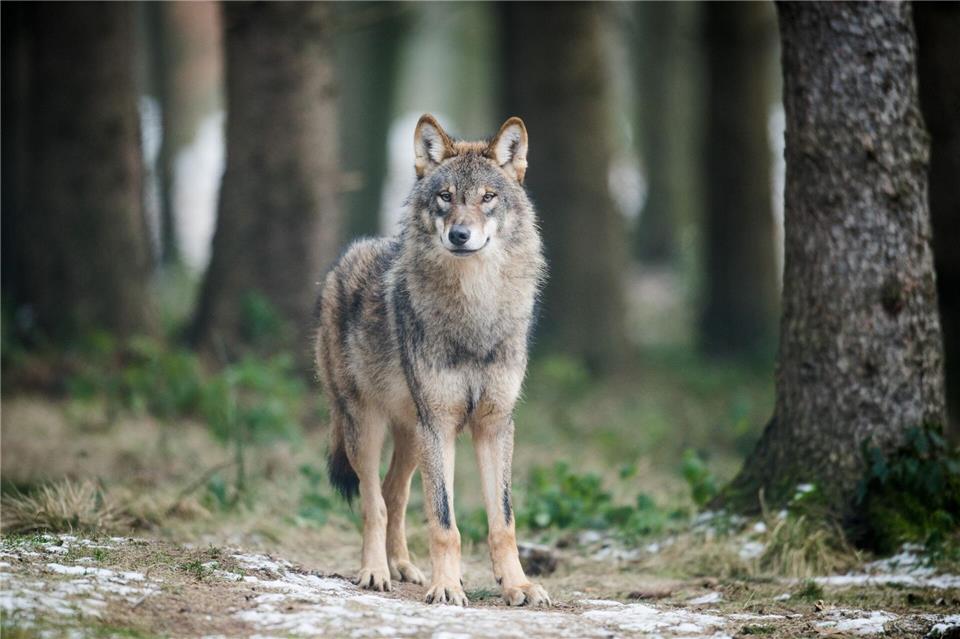 In NRW gibt es sechs Wolfsterritorien. (Archivbild)Bernd Thissen/dpa