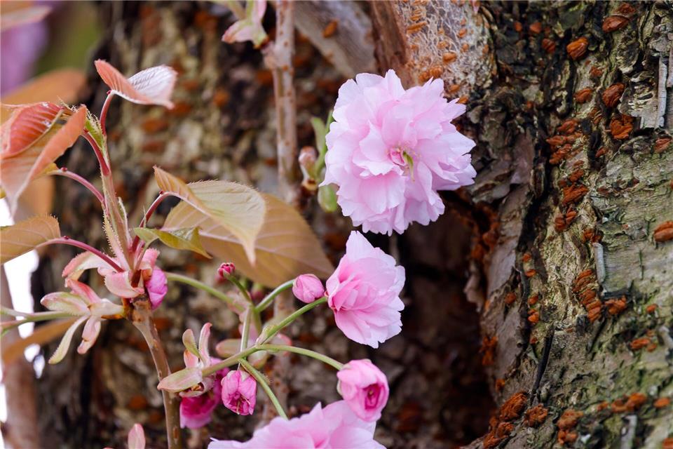 In NRW wird es mild, aber auch mal nass. (Symbolbild) Thomas Banneyer/dpa