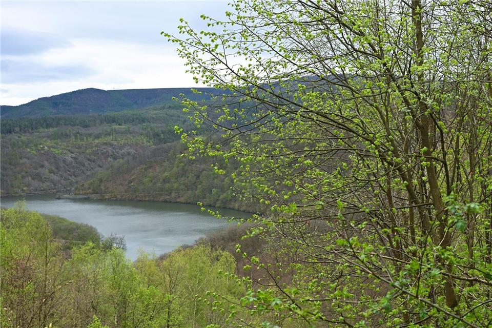 In Nationalparks wie dem Kellerwald ist der Mobilfunk-Ausbau laut Ministerium besonders aufwendig (Symbolbild)Uwe Zucchi/dpa