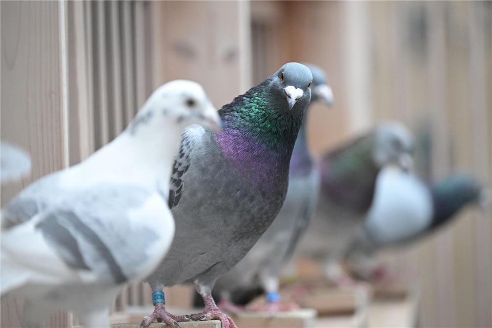In Naumburg findet am Wochenende der traditionelle Taubenmarkt statt. (Symbolbild)Bernd Weißbrod/dpa
