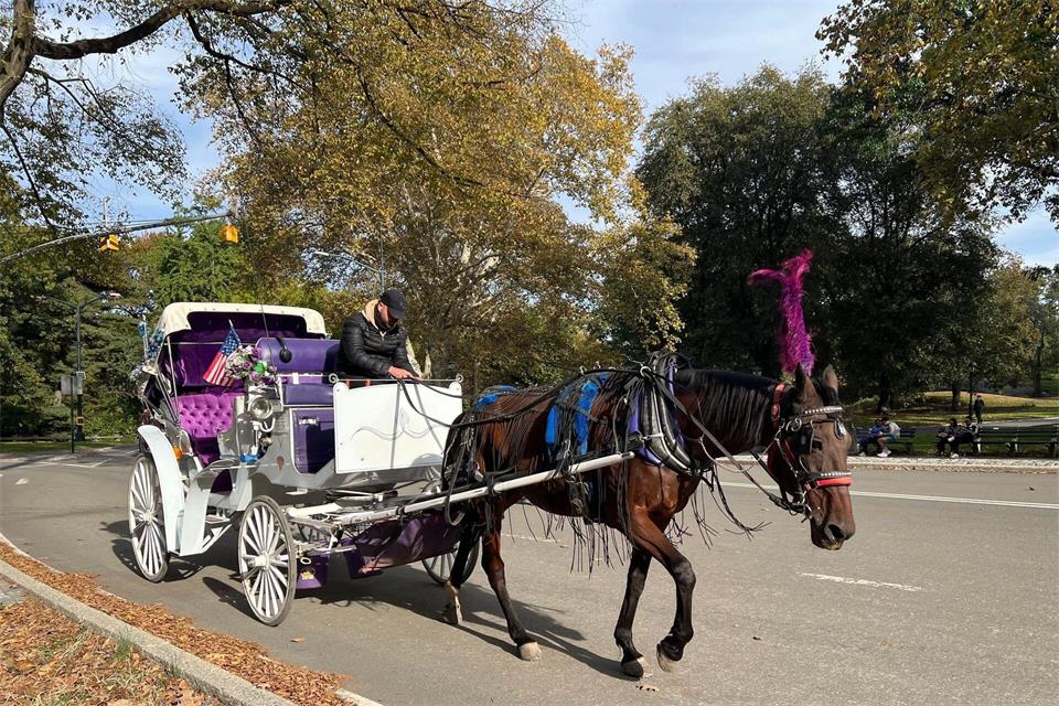 In New York können Touristen bald nicht mehr mit Pferdekutschen durch den Central Park fahren. Christina Horsten/dpa
