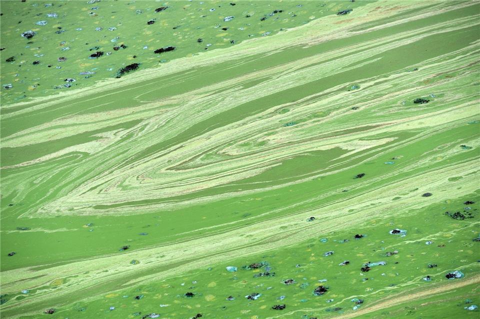 In Niederbayern erhärtet sich in der Region der Verdacht auf Blaualgen in der Donau. (Symbolbild)Uwe Zucchi/dpa