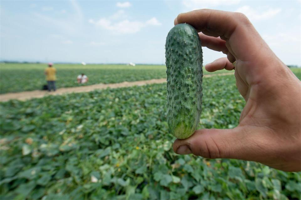 In Niederbayern geht die Gurkenernte dem Ende entgegen. (Archivbild)picture alliance / Armin Weigel/dpa