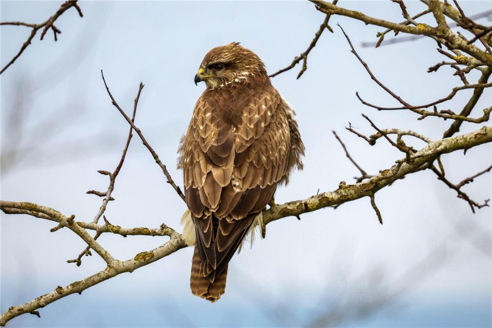 In Niederbayern gibt es viele geschützte Arten, etwa Greifvögel wie dieser Mäusebussard. (Symbolbild)Thomas Warnack/dpa