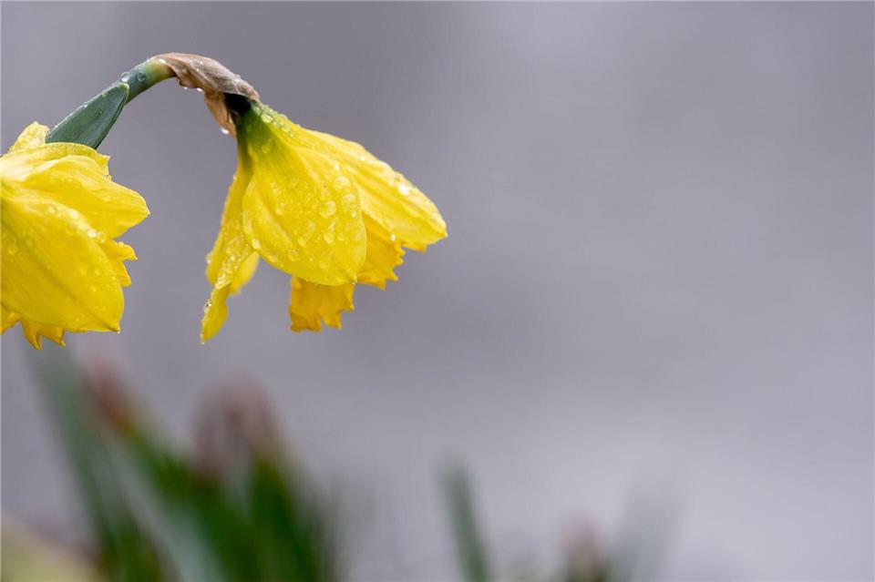 In Niedersachsen ist das Wetter zum Märzende von Regen und Wolken geprägt. (Archivbild)Hauke-Christian Dittrich/dpa