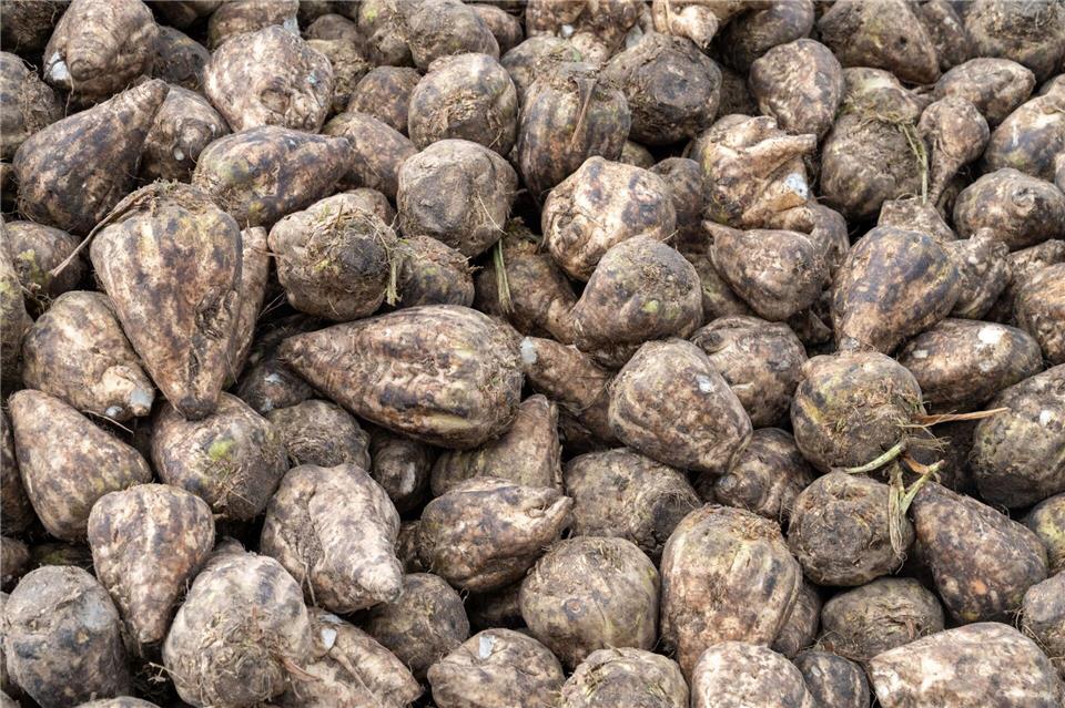 In Niedersachsen ist die Zuckerrübenernte abgeschlossen. (Archivbild)Stefan Sauer/dpa