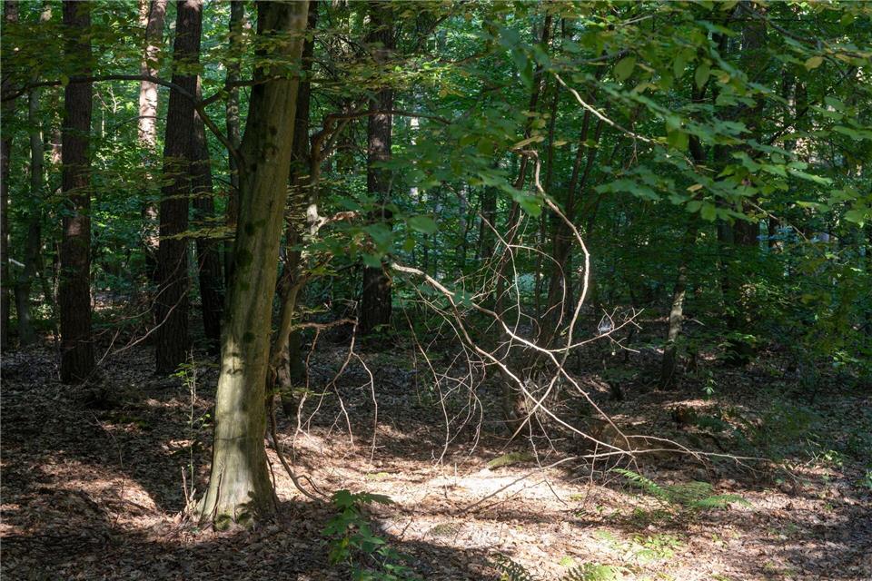 In Niedersachsen steigt die Waldbrandgefahr. (Symbolbild)Helmut Fricke/dpa