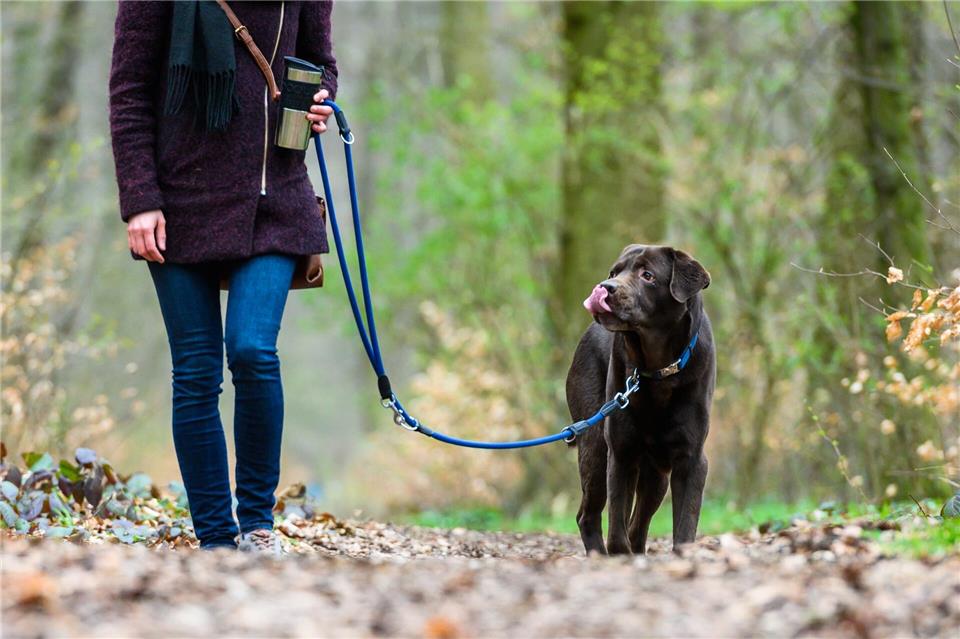 In Niedersachsen und Bremen gilt bald wieder Leinenpflicht für Hunde. (Symbolbild)Christophe Gateau/dpa