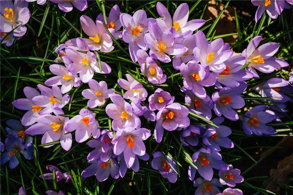 In Niedersachsen und Bremen werden milde Temperaturen erwartet - der Frühling naht. (Archivbild) Ole Spata/dpa